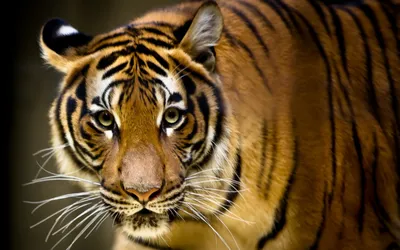 Tiger Intense Eyes Detailed Orange Black/Dark Wallpaper 4K 1680x1050 Hd, Desktop, Wallpaper, Of, A, Tiger, With, Intense, Eyes, Detailed, Orange, Black, Brown, Ultrawide