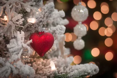 Christmas Frosted Tree Nature Wallpaper 4K 2048x1360 Hd, Christmas, Desktop, Wallpaper, Featuring, Frosted, Tree, Branches, Adorned, Red, Heart-shaped, White, Gray, Ultrawide, Full HD