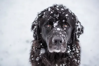 Vibrant Close Wallpaper Nature Wallpaper 4K 2048x1365 A, Close-up, Of, Black, Dog, Sitting, In, Snow, Fur, Dusted, Snowflakes, Serene, White, Ultrawide, Full HD