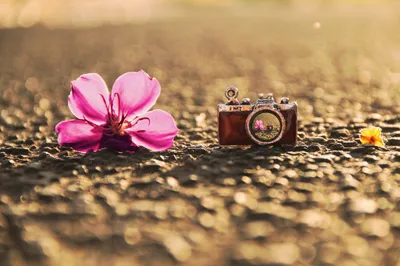 Moody Artistic Wallpaper Nature Wallpaper 4K 2048x1365 Artistic, Hd, Desktop, Wallpaper, Featuring, A, Vintage, Camera, Next, Vibrant, Pink, Flower, Gray, Ultrawide, Full HD
