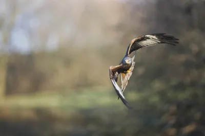 Bird Mid Flight Blurred Animals Wallpaper 4K 2048x1363 Hd, Pc, Desktop, Wallpaper, Featuring, A, Bird, In, Mid-flight, Against, Blurred, Natural, Gray, Ultrawide, Full HD