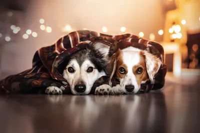Bold Two Wallpaper Animals Wallpaper 4K 6144x4096 Two, Dogs, Snuggle, Under, A, Cozy, Blanket, Resting, Peacefully, Together, Warm, Floor, White, Landscape, 4k