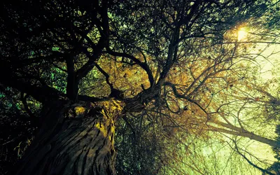 Misty Vibrant Wallpaper Nature Wallpaper 4K 1920x1200 A, Vibrant, Forest, Scene, Captured, In, High, Definition, Showing, Sunlight, Filtering, Through, Brown, Gray, Ultrawide, Full HD