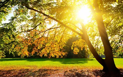 Sunbeam Filters Vibrant Autumn Leaves Nature Wallpaper 4K 1920x1200 A, Sunbeam, Filters, Through, The, Vibrant, Autumn, Leaves, Tree, Illuminating, Lush, Green, White, Ultrawide, Full HD