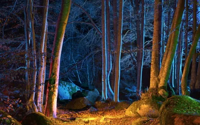 Serene Forest Illuminated Nature Wallpaper 4K 2560x1600 Hd, Pc, Desktop, Wallpaper, Featuring, A, Serene, Forest, Scene, Illuminated, Soft, Cool, Brown, Ultrawide, QHD