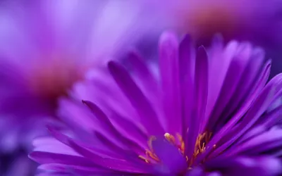 Vibrant Close Purple Nature Wallpaper 4K 2560x1600 A, Vibrant, Close-up, Of, Purple, Flowers, Their, Delicate, Petals, Softly, Illuminated, Creating, Orange, Brown, Ultrawide, QHD