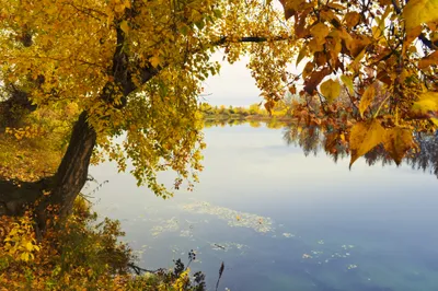 Bold Serene Wallpaper Nature Wallpaper 4K 4288x2848 A, Serene, Fall, Scene, With, Golden, Leaves, Hanging, Over, Calm, Lake, Captured, White, Ultrawide, 4k