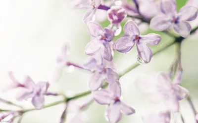 Close Delicate Lilac Blossoms Nature Wallpaper 4K 2560x1600 A, Close-up, Of, Delicate, Lilac, Blossoms, Showcasing, Soft, Purple, Petals, Gentle, Drop, White, Ultrawide, QHD