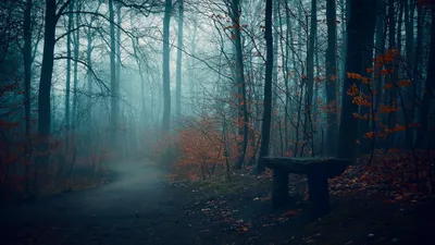 Dark Forest Lone Wooden Nature Wallpaper 4K 2048x1152 Dark, Forest, Path, With, A, Lone, Wooden, Bench, Among, Bare, Trees, Orange, Gray, Ultrawide, Full HD