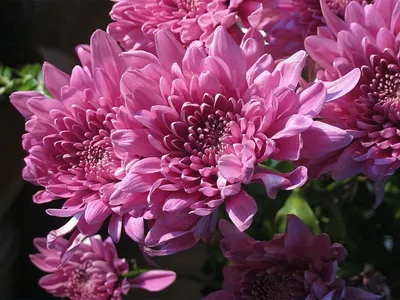 Close Vibrant Pink Flowers Nature Wallpaper 4K 1920x1440 A, Close-up, Of, Vibrant, Pink, Flowers, Showcasing, Their, Intricate, Petals, Lush, Greenery, Gray, Landscape, Full HD