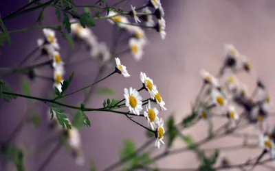Blurred Showcases Delicate White Flowers Nature Wallpaper 4K 3840x2400 A, Blurred, Background, Showcases, Delicate, White, Flowers, With, Yellow, Centers, Creating, Serene, Gray, Ultrawide, 4k