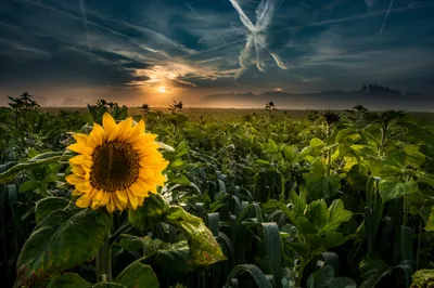 Vibrant Sunflower Stands Tall Lush Nature Wallpaper 4K 2048x1363 A, Vibrant, Sunflower, Stands, Tall, In, Lush, Field, Under, Dramatic, Summer, Sky, Yellow, Purple, Orange, Ultrawide, Full HD