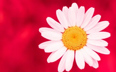 Nature Flower Nature Nature Wallpaper 4K 1920x1200 Nature, Flower, Hd, Desktop, Wallpaper, Background, Image, White, Ultrawide, Full HD