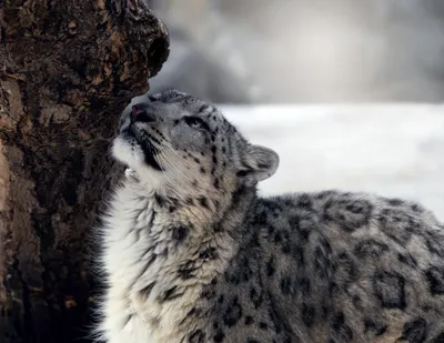 Definition Snow Leopard Nuzzling Nature Wallpaper 4K 2048x1584 A, High-definition, Desktop, Wallpaper, Featuring, Snow, Leopard, Nuzzling, Against, Tree, Snowy, Soft, White, Gray, Square, Full HD