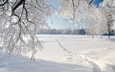 Epic Serene Wallpaper Nature Wallpaper 4K 1920x1200 A, Serene, Winter, Landscape, With, Frosty, Tree, Branch, Snow-covered, Field, Featuring, Gentle, White, Gray, Ultrawide, Full HD