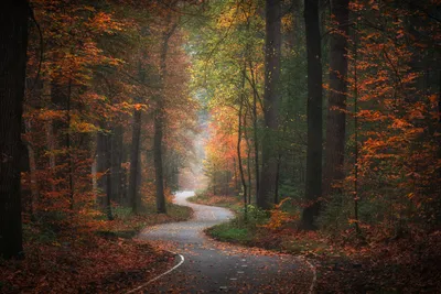 Winding Man Cuts Vibrant Fall Nature Wallpaper 4K 1920x1281 A, Winding, Man-made, Road, Cuts, Through, Vibrant, Fall, Forest, Showcasing, Rich, Autumn, Gray, Brown, Landscape, Full HD