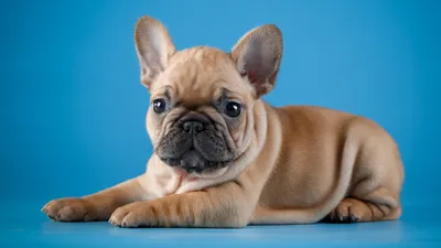 Dog Animal French Bulldog Animals Wallpaper 4K 1920x1080 Dog, Animal, French, Bulldog, Hd, Desktop, Wallpaper, Gray, Pink, Ultrawide, Full HD