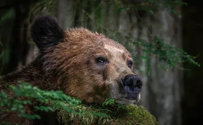 Crisp Close Wallpaper Nature Wallpaper 4K 2048x1271 Close-up, Of, A, Bear, Resting, Among, Green, Foliage, Forest, Captured, High, Definition, Gray, Brown, Ultrawide, Full HD