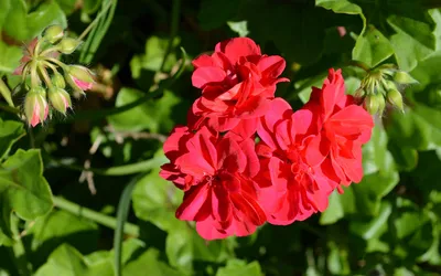 Vibrant Red Geranium Flower Nature Wallpaper 4K 1680x1050 Vibrant, Red, Geranium, Flower, Blooms, Surrounded, By, Green, Buds, Leaves, Showcasing, Nature, Brown, Ultrawide
