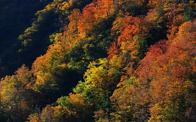 Vibrant Nature Wallpaper Nature Wallpaper 4K 1920x1200 Nature, Fall, Hd, Desktop, Wallpaper, Background, Image, Brown, Orange, Ultrawide, Full HD