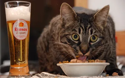 Crisp Tabby Wallpaper Animals Wallpaper 4K 1920x1200 Hd, Desktop, Wallpaper, Of, A, Tabby, Cat, Eating, Bowl, Glass, Beer, Sitting, White, Ultrawide, Full HD