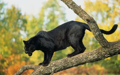 Black Panther Gracefully Prowls Black/Dark Wallpaper 4K 1920x1200 A, Black, Panther, Gracefully, Prowls, Along, Sturdy, Branch, Surrounded, Vibrant, Greenery, Autumn, White, Ultrawide, Full HD