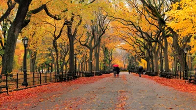 Photography Park Autumn Nature Wallpaper 4K 3840x2160 Hd, Photography, Of, A, Park, In, Autumn, The, Pathway, Lined, Tall, Gray, Ultrawide, 4k