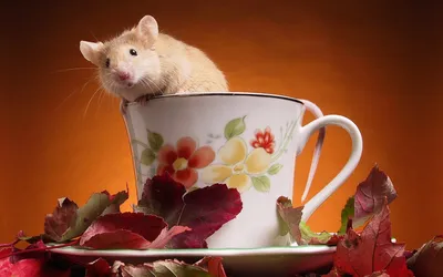 Golden Cute Wallpaper Nature Wallpaper 4K 1920x1200 A, Cute, Rat, Peeks, Out, From, Floral, Teacup, Surrounded, Vibrant, Autumn, Leaves, White, Ultrawide, Full HD