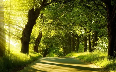 Serene Winds Lush Forest Dappled Nature Wallpaper 4K 1920x1200 A, Serene, Path, Winds, Through, Lush, Forest, Dappled, Sunlight, Filtering, Vibrant, Green, Orange, Ultrawide, Full HD