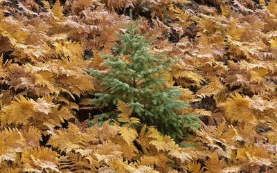 Nature Small Green Pine Tree Nature Wallpaper 4K 1920x1200 Hd, Nature, Desktop, Wallpaper, Showing, A, Small, Green, Pine, Tree, Surrounded, Dense, Brown, Orange, Ultrawide, Full HD