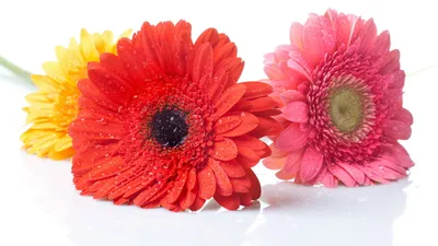 Vibrant Display Gerbera Daisies Nature Wallpaper 4K 1920x1080 A, Vibrant, Display, Of, Gerbera, Daisies, In, Red, Pink, Yellow, Glistening, Dew, White, Ultrawide, Full HD