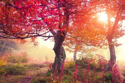 Vibrant Fall Red Nature Wallpaper 4K 6500x4333 A, Vibrant, Fall, Scene, With, Red, And, Orange, Leaves, Glowing, Soft, Sunlight, White, Ultrawide, 4k
