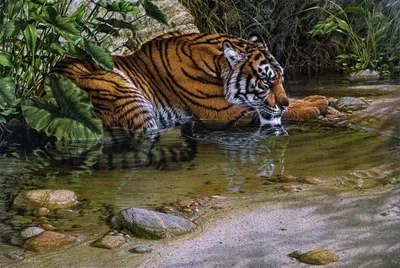 Majestic Tiger Wading Animals Wallpaper 4K 2540x1700 A, Striking, Hd, Desktop, Wallpaper, Featuring, Majestic, Tiger, Wading, Through, Serene, Stream, Gray, Landscape, Full HD