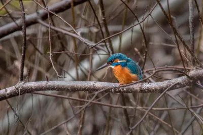 Serene Animal Wallpaper Animals Wallpaper 4K 5752x3835 Animal, Kingfisher, Hd, Desktop, Wallpaper, Background, Image, Gray, Brown, Landscape, 4k