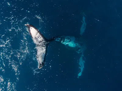 Golden Aerial Wallpaper Nature Wallpaper 4K 2000x1499 Aerial, View, Of, A, Whale's, Tail, Breaking, The, Whale, 039, Deep, Blue, Gray, White, Landscape, Full HD