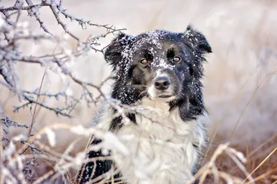 Black White Dog Animals Wallpaper 4K 2048x1365 Hd, Pc, Desktop, Wallpaper, And, Background, Black-and-white, Dog, Staring, Through, Frost-covered, Brush, White, Ultrawide, Full HD