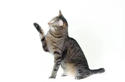 Tabby Cat Animals Animals Wallpaper 4K 2420x1580 Tabby, Cat, Wallpaper, White, Ultrawide, Full HD