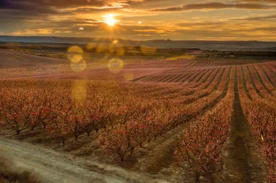 Man Vineyard Abstract Abstract Wallpaper 4K 2048x1362 Man, Made, Vineyard, Hd, Desktop, Wallpaper, Background, Brown, Ultrawide, Full HD