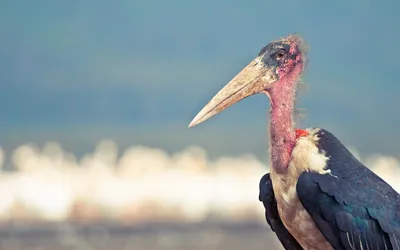 Golden Animal Wallpaper Animals Wallpaper 4K 1920x1200 Animal, Bird, Hd, Desktop, Wallpaper, Background, Image, Gray, Ultrawide, Full HD