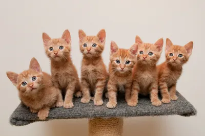Charming Six Playful Animals Wallpaper 4K 2048x1365 A, Charming, Image, Of, Six, Playful, Orange, Kittens, Sitting, Together, Perch, Making, White, Ultrawide, Full HD