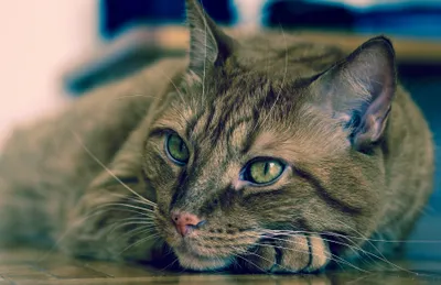 Head Eye Animal Cat Animals Wallpaper 4K 3600x2334 Head, Eye, Animal, Cat, Hd, Desktop, Wallpaper, Gray, White, Ultrawide, QHD