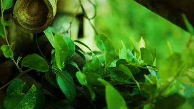 Misty Green Wallpaper Abstract Wallpaper 4K 5184x2928 Green, Leaves, Brown, Red, White, Ultrawide, 4k