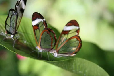 Calm Three Wallpaper Abstract Wallpaper 4K 1600x1067 Three, Transparent-winged, Butterflies, Rest, On, A, Green, Leaf, Captured, High-definition, Vibrant, Enhances, White, Landscape