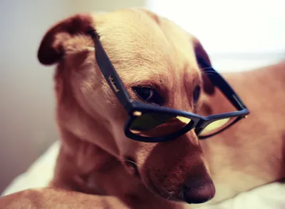 Labrador Retriever Wearing Sunglasses Close Abstract Wallpaper 4K 2296x1685 Hd, Desktop, Wallpaper, Featuring, A, Labrador, Retriever, Wearing, Sunglasses, Captured, Close-up, Thoughtful, White, Landscape, Full HD