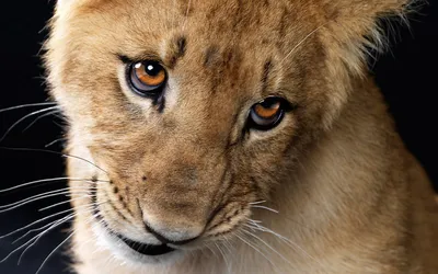 Close Lion Cub Eyes Animals Wallpaper 4K 1920x1200 A, Close-up, Of, Lion, Cub, With, Striking, Eyes, Set, Against, Dark, Serves, Brown, Gray, Ultrawide, Full HD