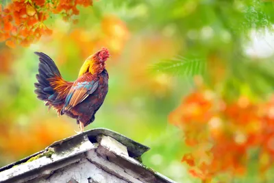 Animal Rooster Animals Animals Wallpaper 4K 2048x1371 Animal, Rooster, Hd, Desktop, Wallpaper, Background, Image, White, Purple, Pink, Landscape, Full HD