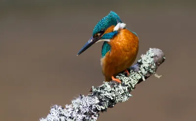 Vibrant Kingfisher Bird Perched Lichen Animals Wallpaper 4K 2048x1268 Hd, Pc, Desktop, Wallpaper, Featuring, A, Vibrant, Kingfisher, Bird, Perched, Lichen-covered, Branch, Brown, Gray, Ultrawide, Full HD