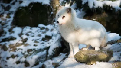 Arctic Fox Standing Nature Wallpaper 4K 2048x1152 A, Beautiful, Hd, Desktop, Wallpaper, Featuring, An, Arctic, Fox, Standing, Snow-covered, Rock, Gray, Ultrawide, Full HD