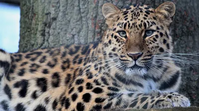 Leopard Resting Tree Its Nature Wallpaper 4K 1920x1080 Hd, Wallpaper, Of, A, Leopard, Resting, By, Tree, Showcasing, Detailed, Fur, Pattern, Gray, Ultrawide, Full HD