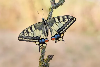 Animal Butterfly Animals Animals Wallpaper 4K 4500x3000 Animal, Butterfly, Hd, Desktop, Wallpaper, Background, Image, Gray, Landscape, 4k